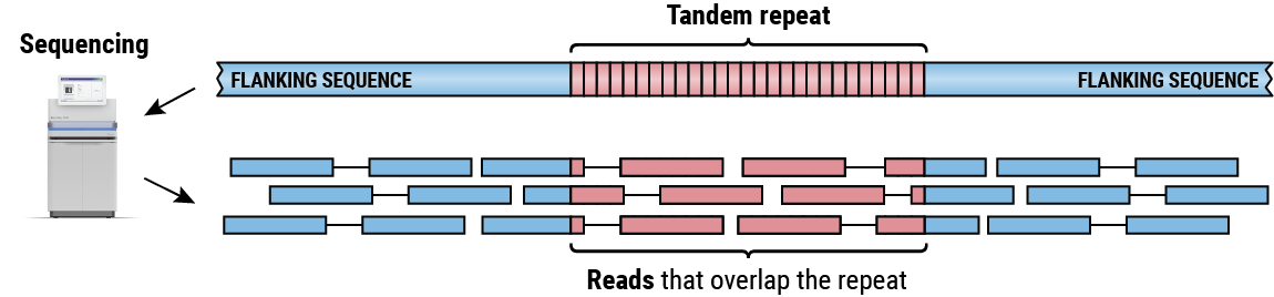 Pacbio Introduces Trgt For Tandem Repeats Genome Wide Characterization