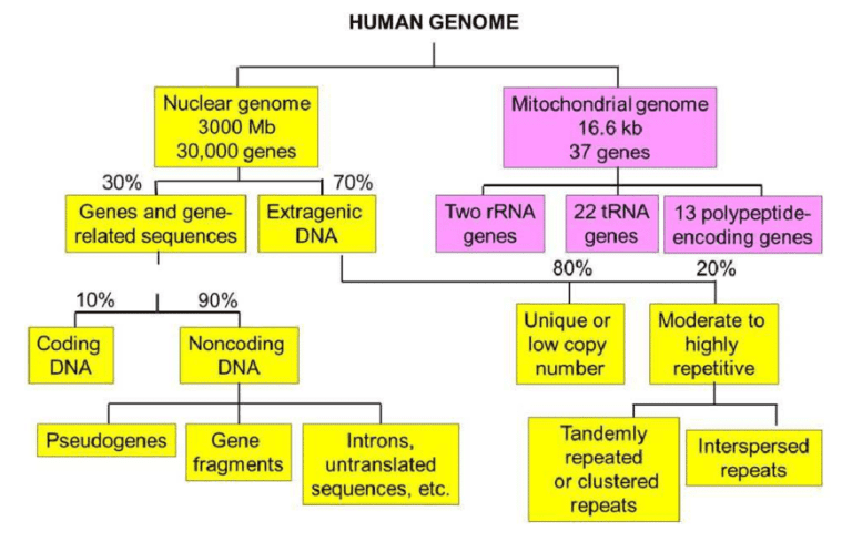 PacBio Introduces TRGT for Tandem Repeats Genome-Wide Characterization ...